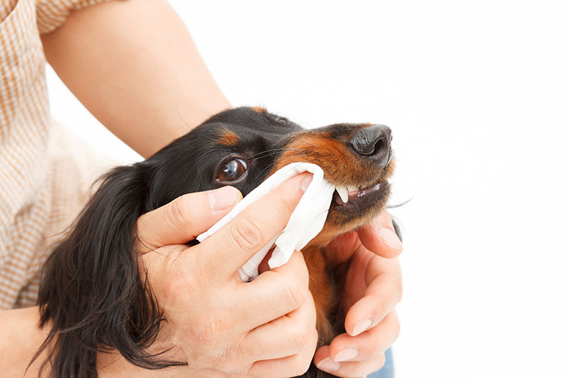 【プロが教える】愛犬の歯磨きの方法