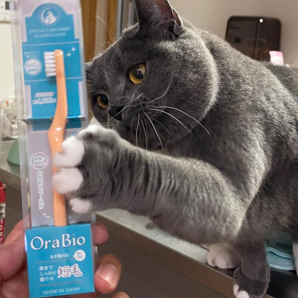猫の歯磨きも出来るようになりたい